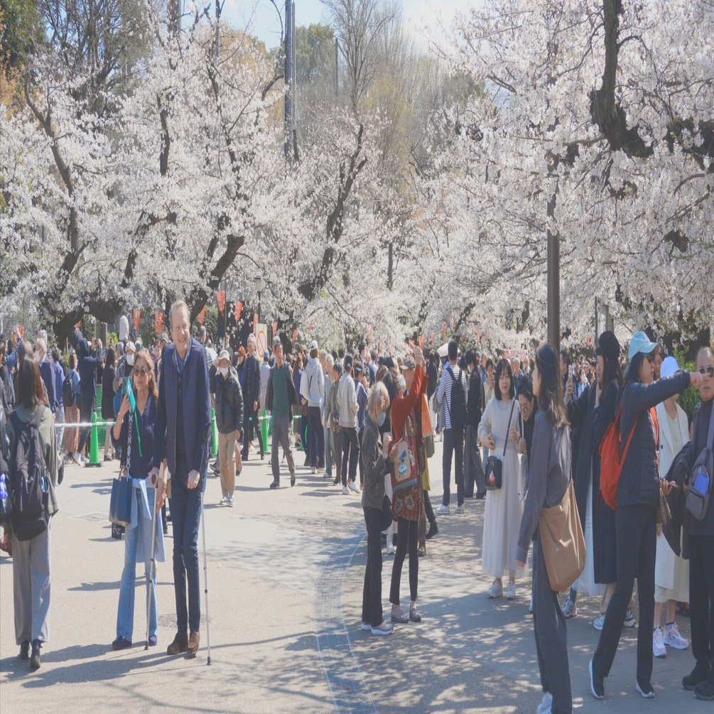 混雑嫌いな散歩好き必見】あえて「桜のピーク」を外す上野公園の歩き方