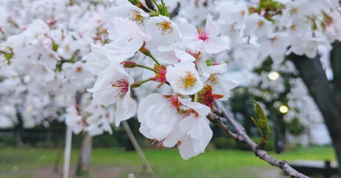 知られざる桜の世界：品種探訪と魅力｜心の地図を広げる学びの旅人