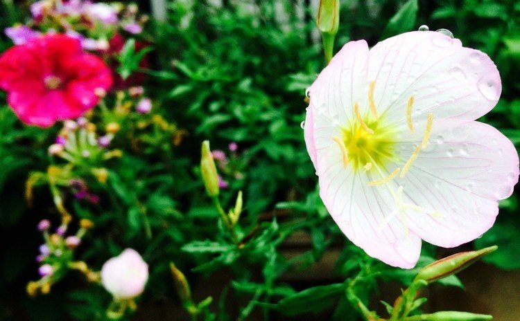 2015年7月7日(火)の花写真