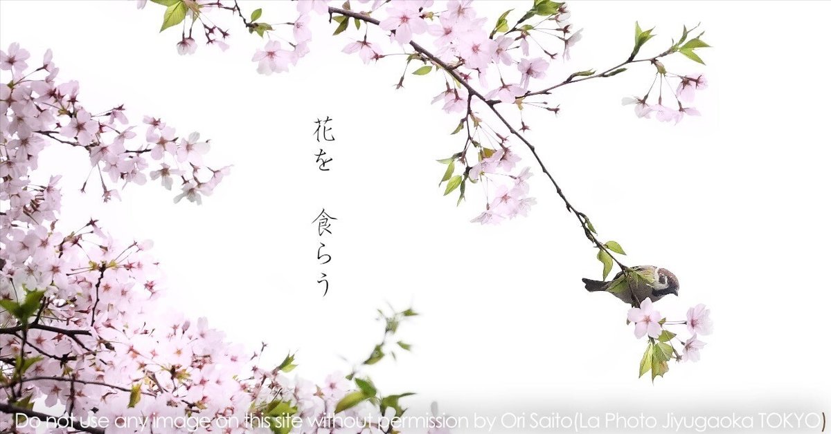 カメラが恋する桜の中目黒 SIGMA 24-70mm F2.8 DG DN II | Art カメラが恋する桜の中目黒 SIGMA 24-70mm F2.8 DG DN II | Art