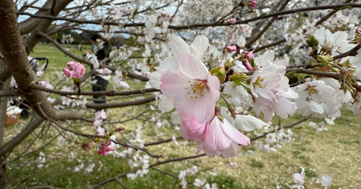 花と盆栽を見にいきました。|Grazio&Co.社長日記2.0 花と盆栽を見にいきました。|Grazio&Co.社長日記2.0
