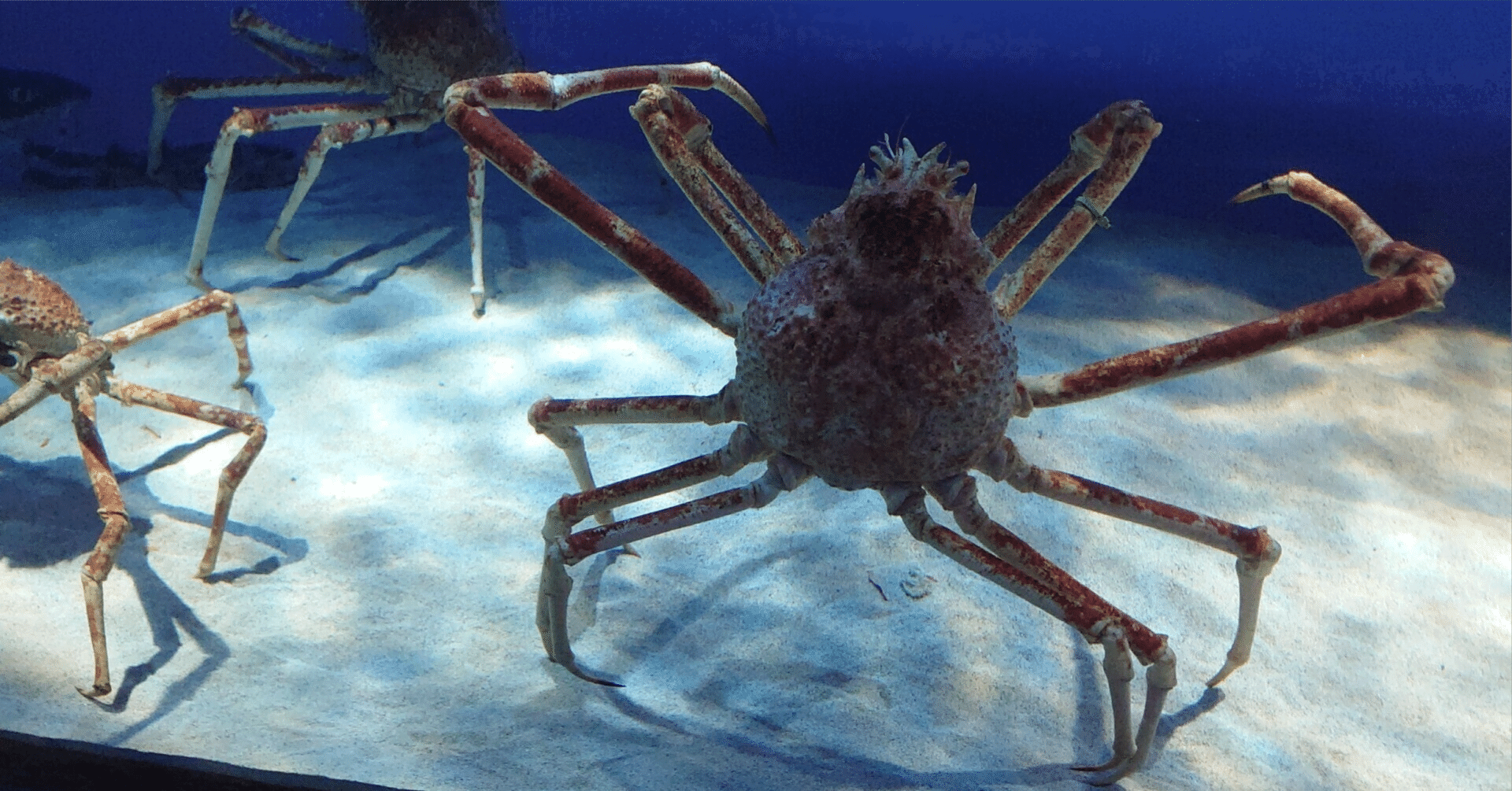 熱帯の海洋生物と生態系を描いた鮮やかなサンゴ礁の塗り絵 写真 無料ダウンロードのための画像 - Pngtree, image size:1920x1005