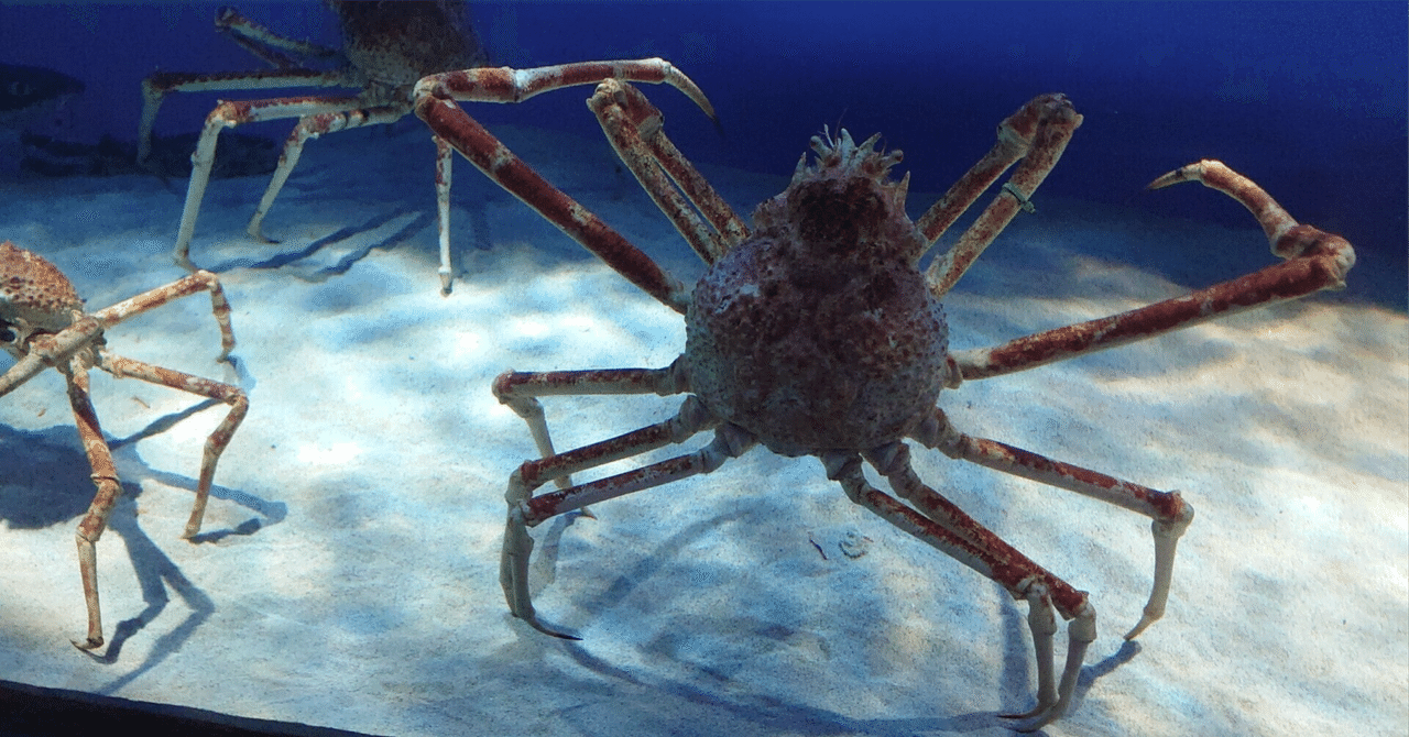 The Lost Universe 古代の巨大海洋節足動物⑤現代の巨大海洋甲殻 The Lost Universe 古代の巨大海洋節足動物⑤現代の巨大海洋甲殻