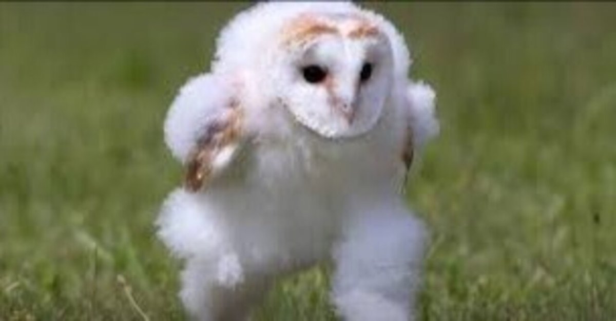 なんかよく分からないフクロウ