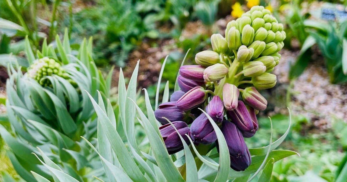 たぬきち様　フリチラリアペルシカ２球　ネプスキアヌム2球　カラタビエンセ2球 たぬきち様 フリチラリアペルシカ2球 ネプスキアヌム2球