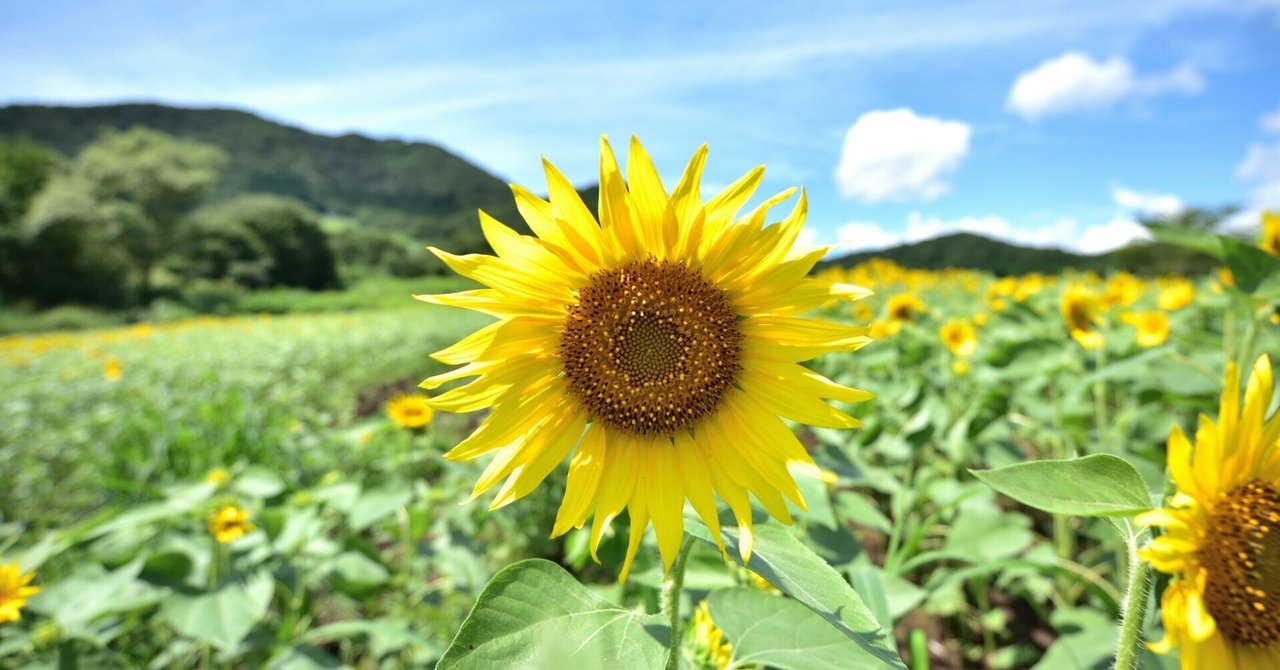 入荷nowオンラインストア 太陽を抱きしめる花：ひまわり｜光と風のアルバム 置物