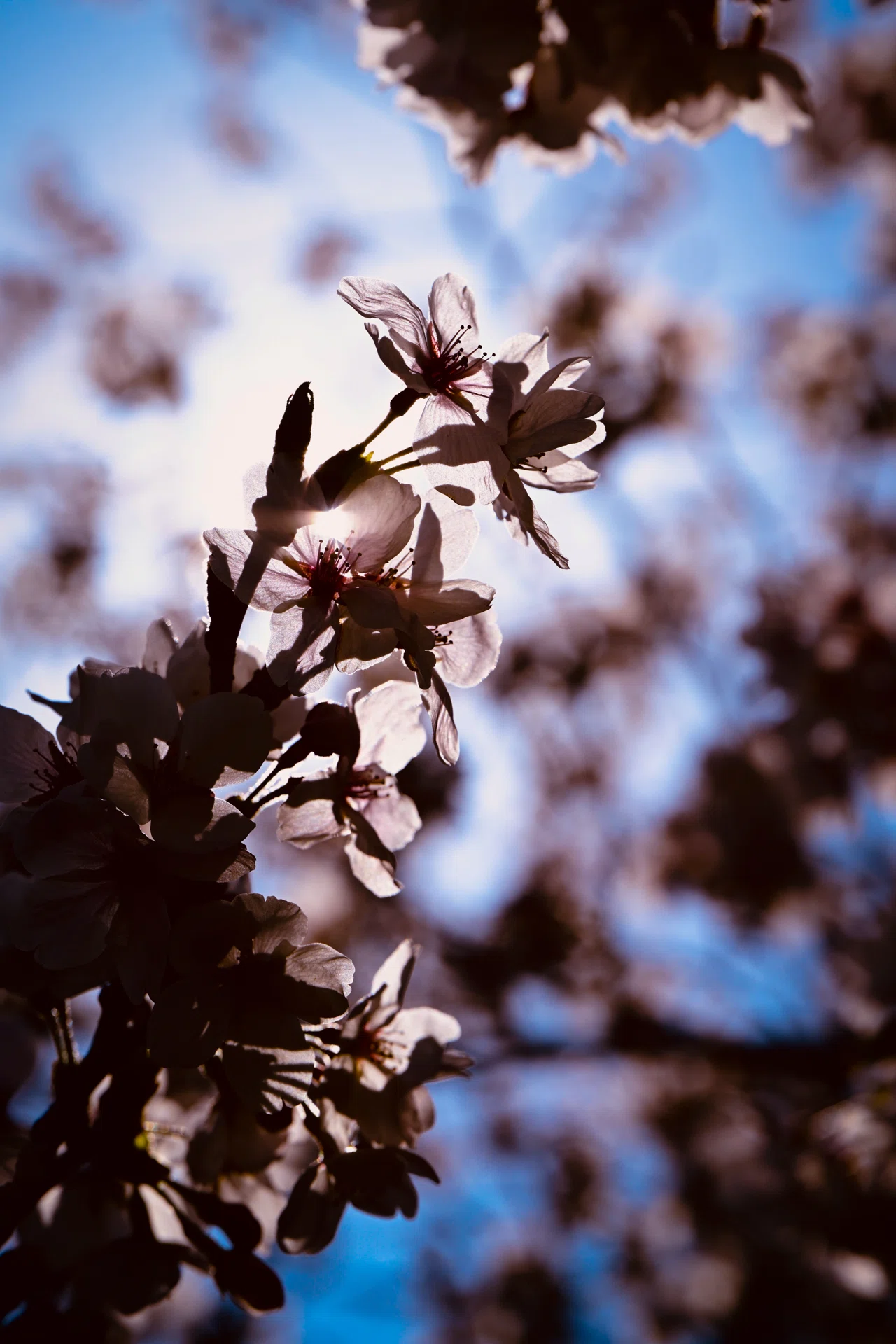 陽の光と影と桜 強い光、弱い光｜今村隆司