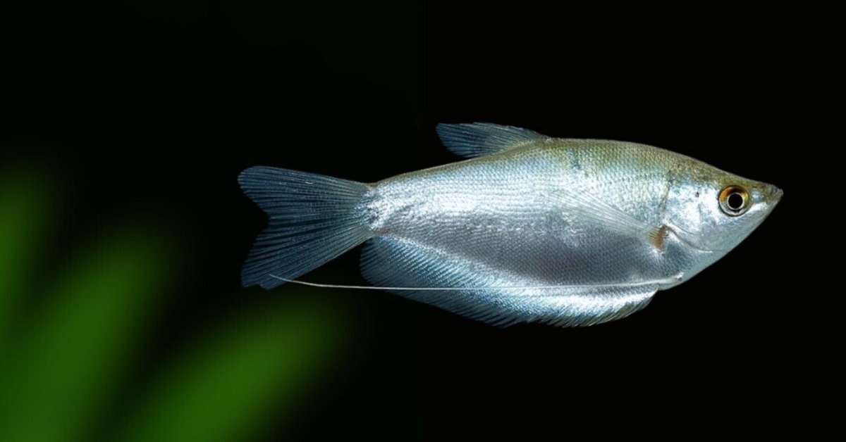 銀製熱帯魚 銀製熱帯魚