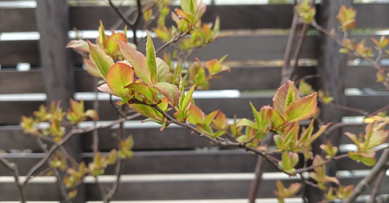 85 山採り　ナツハゼ 85 山採り ナツハゼ ナツハゼ（2025年4月）｜家のかなめ