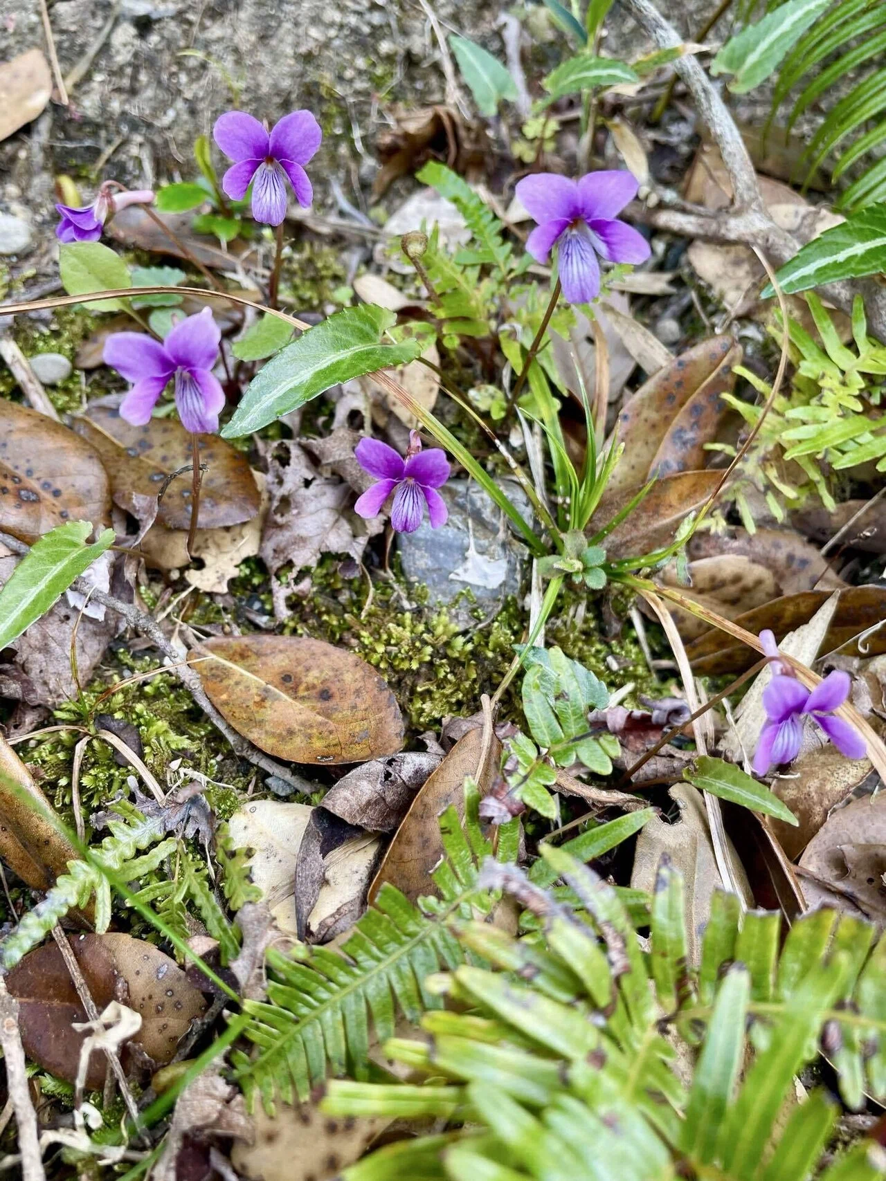 すみれの花咲く頃|さくらじ すみれの花咲く頃|さくらじ