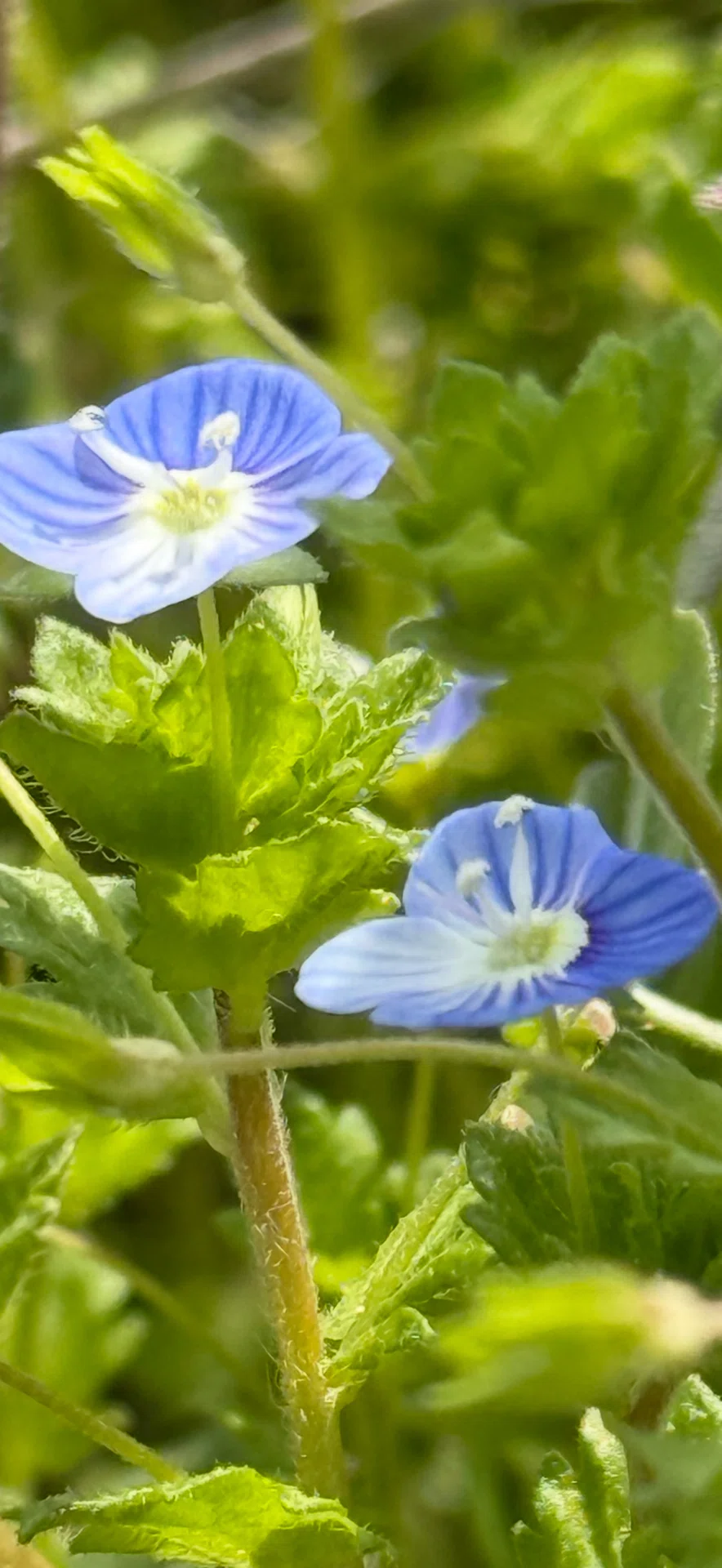 オオイヌノフグリ メタリックストライプブルーの花の秘密｜EGGSEED