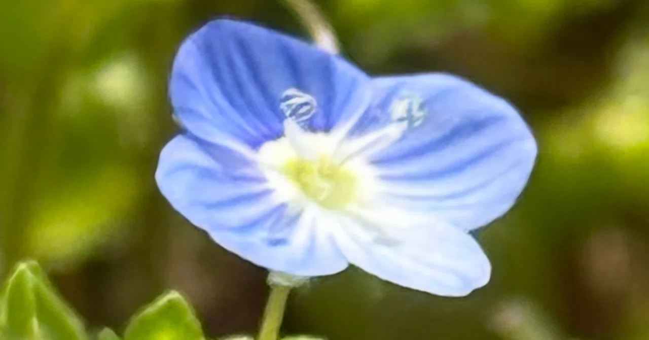オオイヌノフグリ メタリックストライプブルーの花の秘密｜EGGSEED