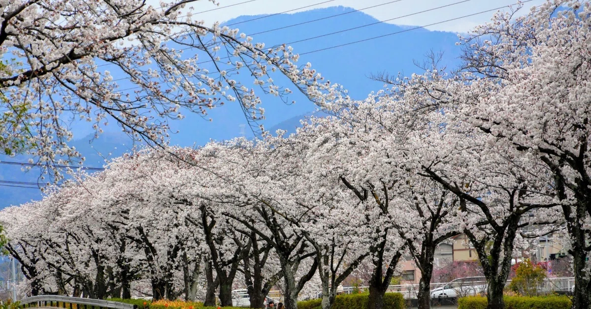 2025 Hadano Cherry Blossom Scenery｜hyotan