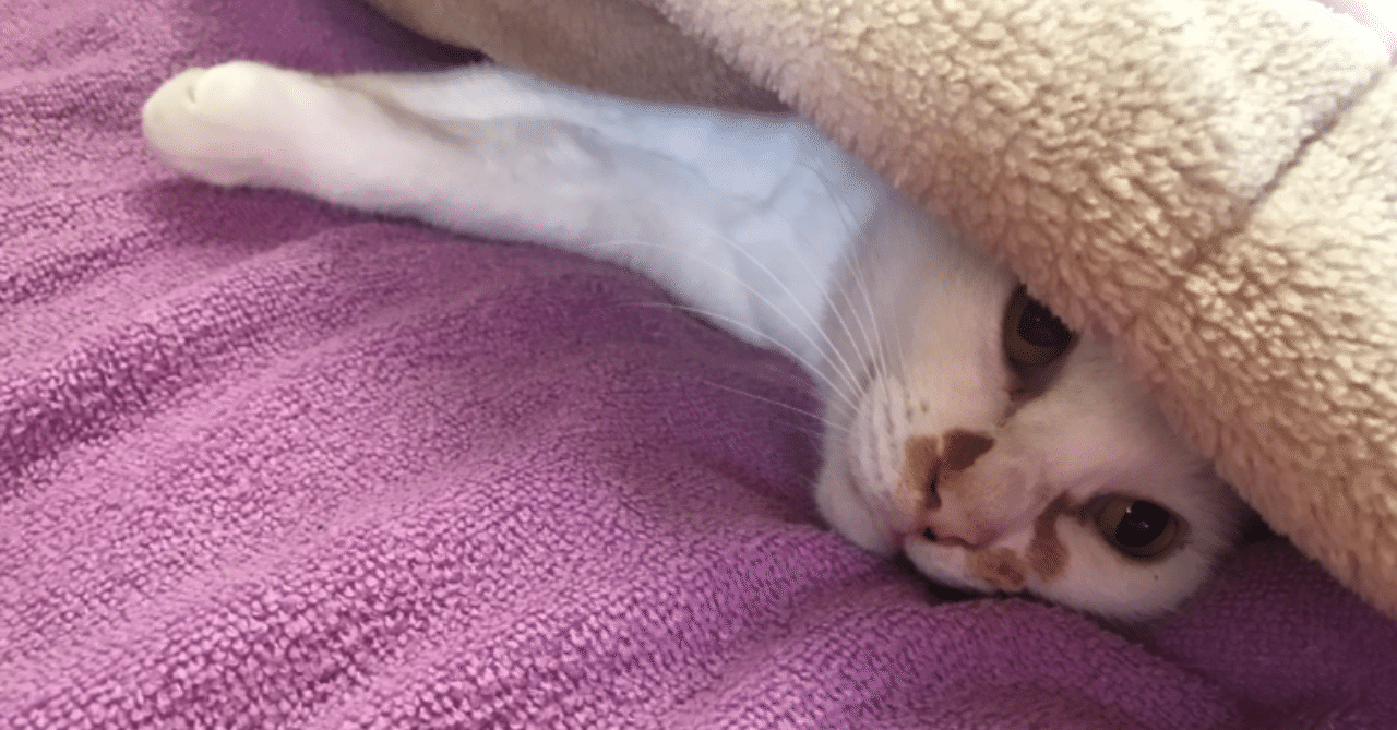 猫飼ってますが 猫アレルギーでした 過去形 Rei Note
