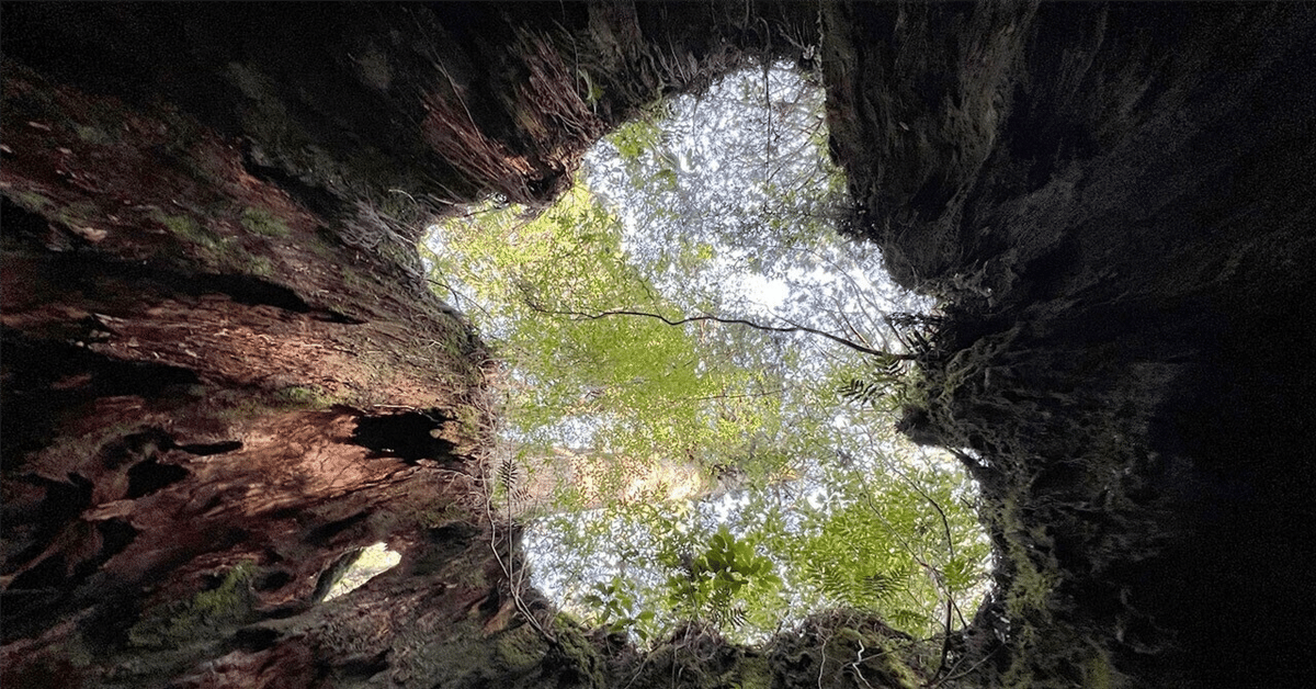 鹿児島県 屋久島・桜島】屋久杉と軽羹と桜島と【縄文杉 鹿児島県 屋久島・桜島】屋久杉と軽羹と桜島と【縄文杉