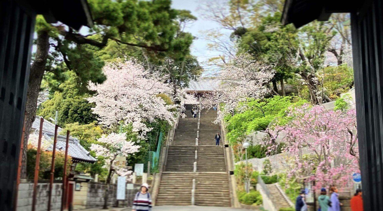境界線を超える旅 池明観自伝 池上線 桜散歩（池上本門寺、洗足池公園）｜Benjie
