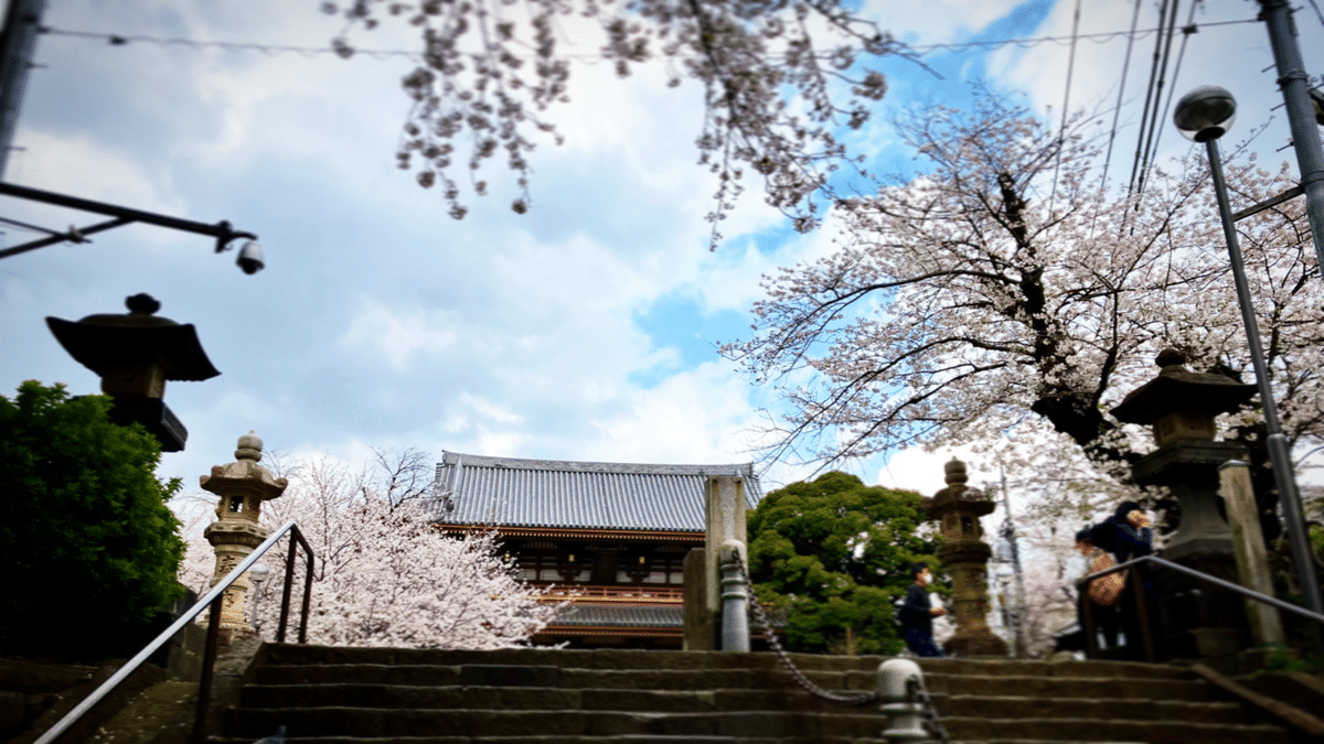 境界線を超える旅 池明観自伝 池上線 桜散歩（池上本門寺、洗足池公園）｜Benjie