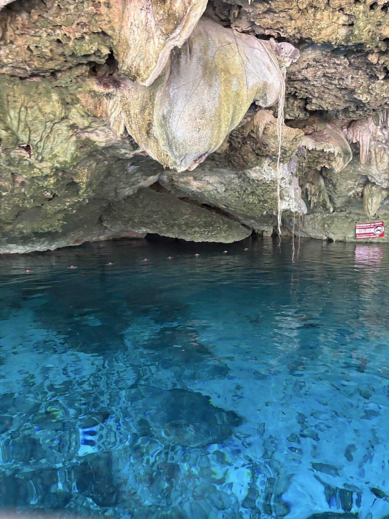 セノーテ　Cenote 念願のセノーテダイブ｜がじゅまる🌳