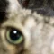 天音春子|ASD詩人と4匹の猫
