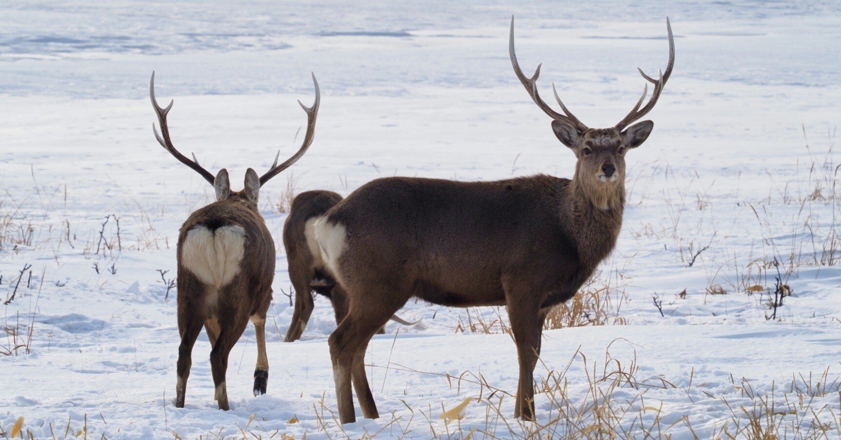 エゾシカ 6478436e50ee5f33a1ca017e23ce79