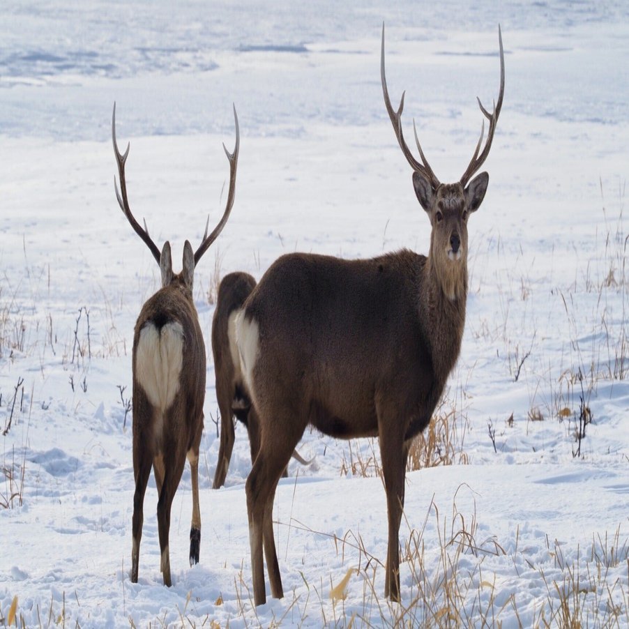2025年4月9日（水）「有害鳥獣・エゾシカ」｜おおたま