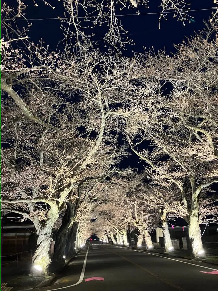 夜の森の桜と、あの日見た映画のこと|安部忍