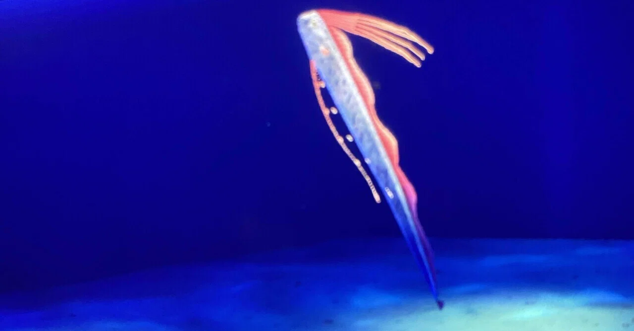 リュウグウノツカイ｜ソラノアリカ