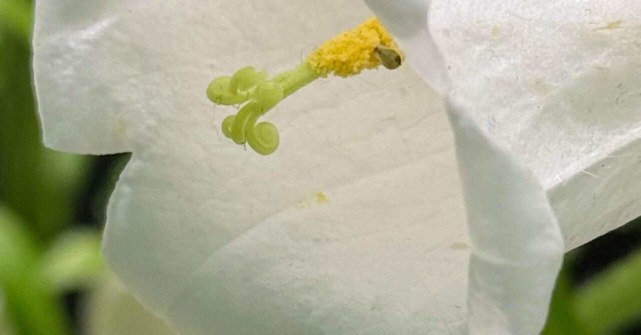 Anthurium carlablackiaeという魅力的な品種について|Keita Anthurium carlablackiaeという魅力的な品種について|Keita