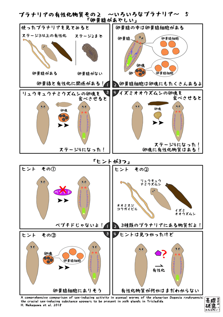 2018, Zoological Letters, A comprehensive comparison of sex-inducing activity in asexual worms of the planarian Dugesia ryukyuensis: the crucial sex-inducing substance appears to be present in yolk glands in Tricladida, H. Nakagawa et al. より　5ページ目