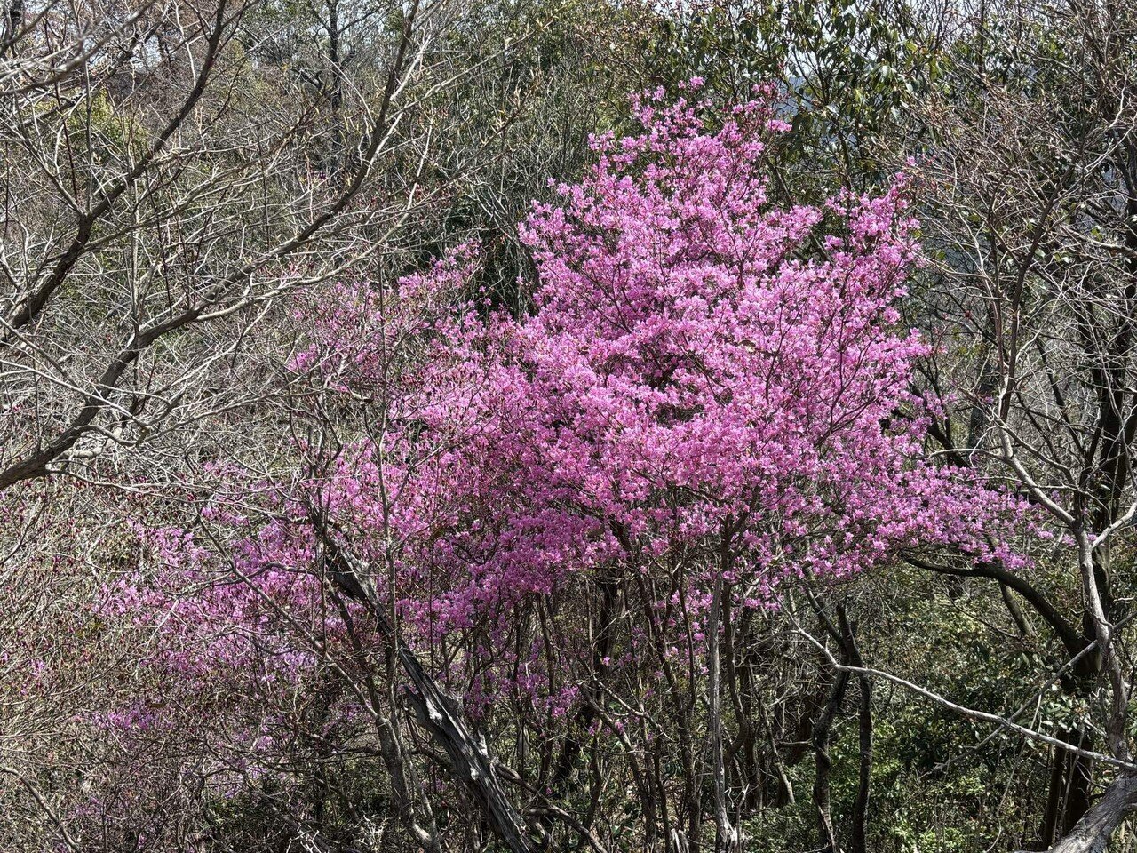 ツツジ速報37 木ノ宗山｜sasayan