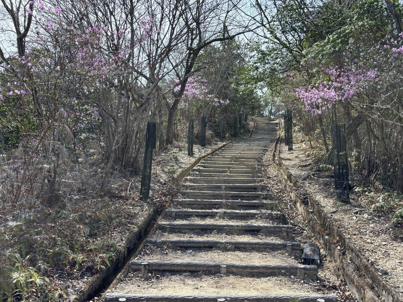 ツツジ速報37 木ノ宗山｜sasayan