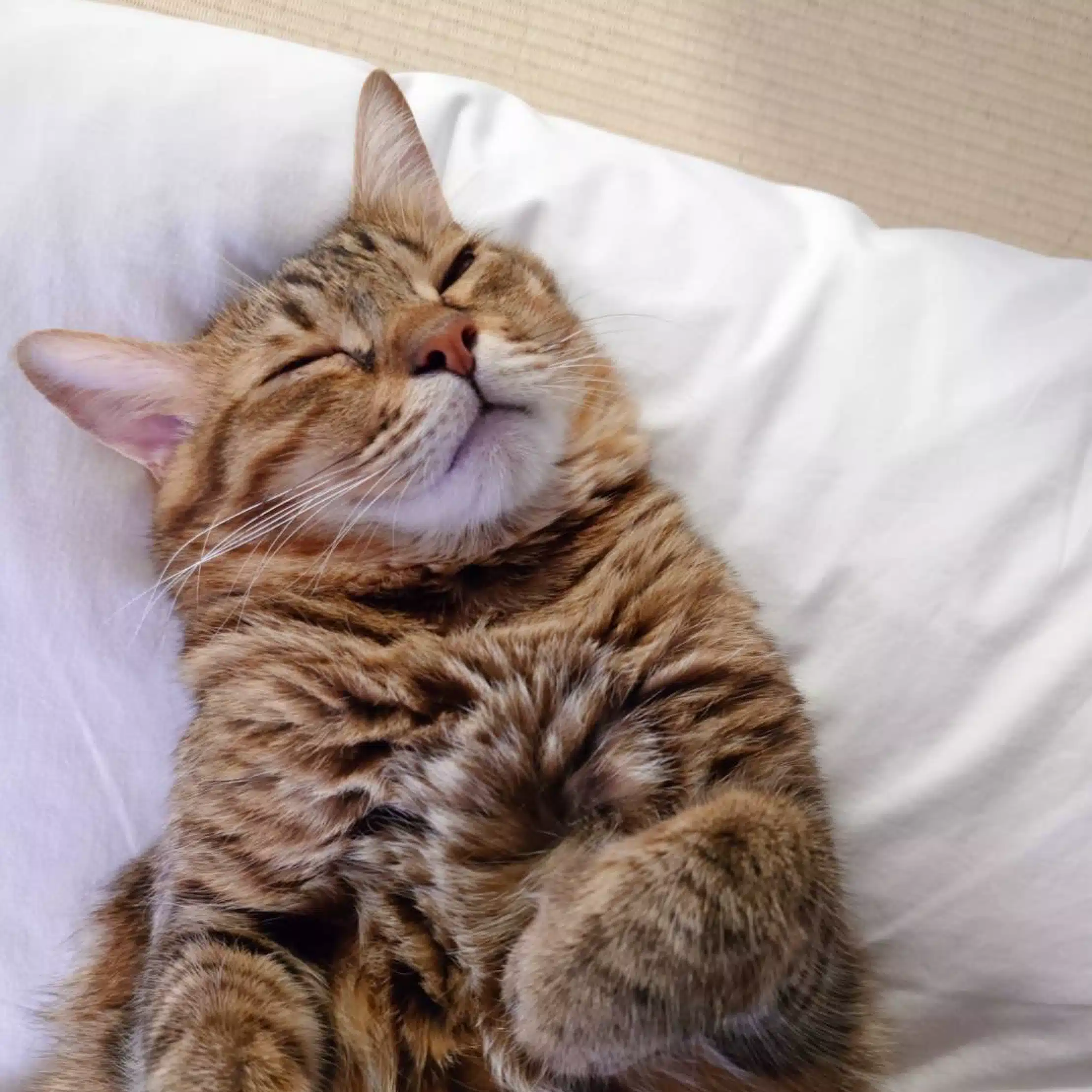 空とび猫
