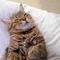 空とび猫