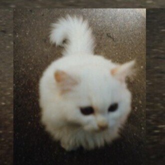 ねこの青春日記