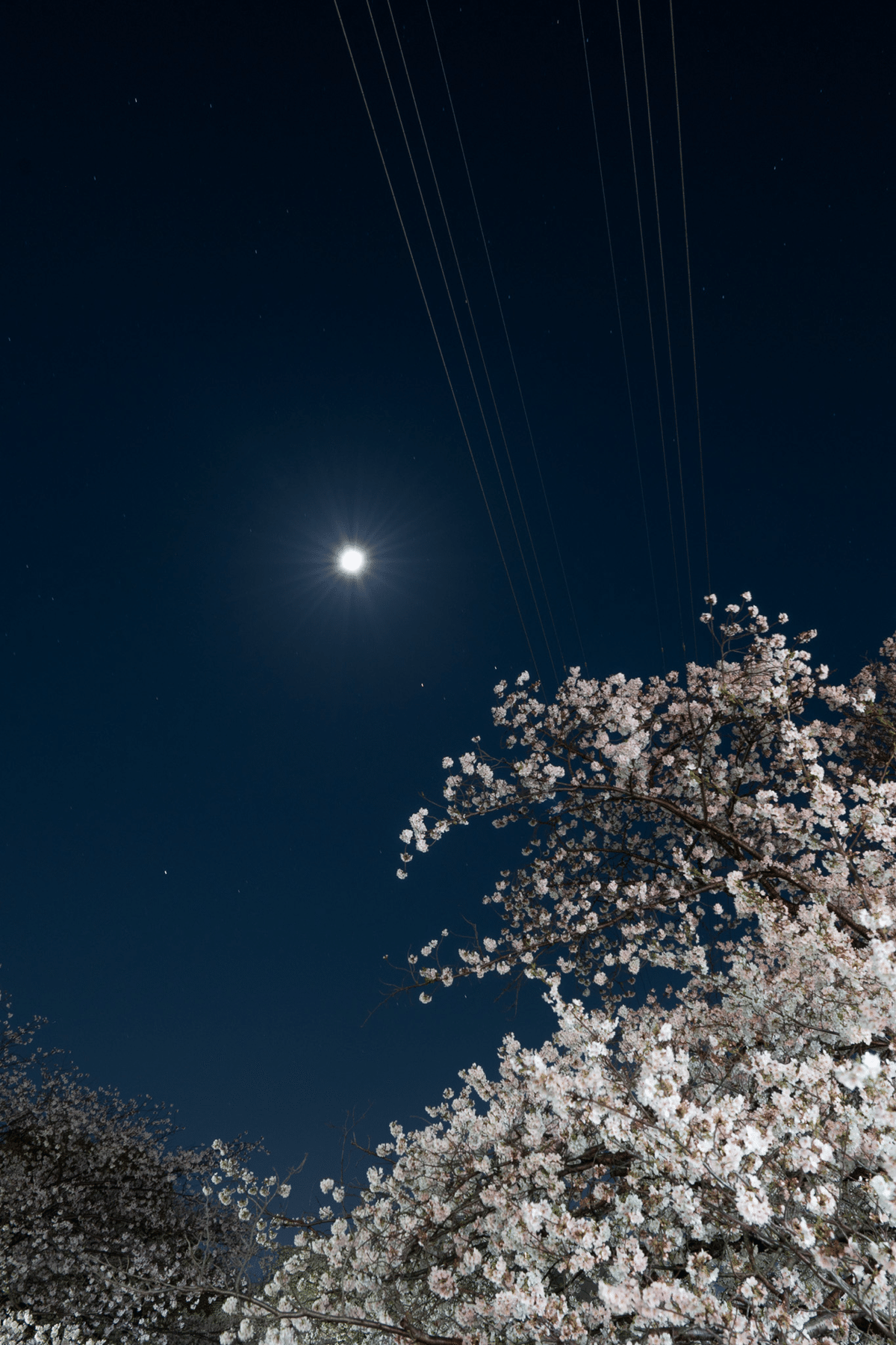 Y*o様 ブラックラビット（夜桜/蓄光） BLACK RABBiT WEB SHOP