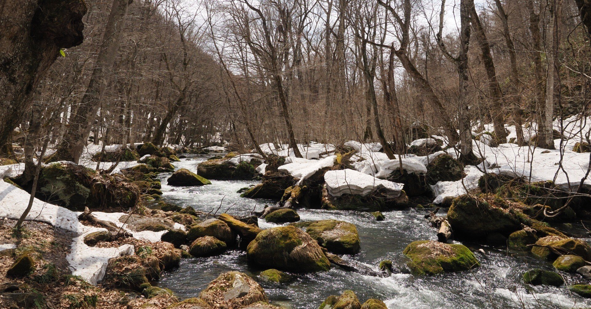 今日の奥入瀬渓流 25/4/8｜奥入瀬日和@星野リゾート