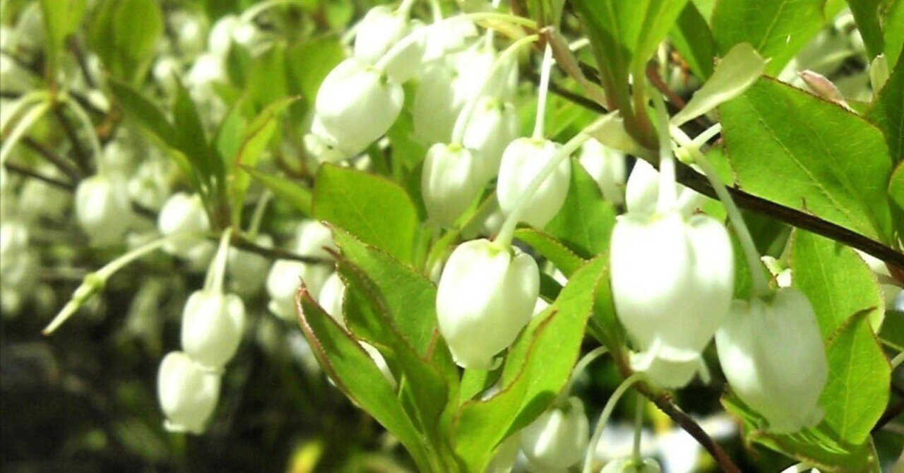 ドウダンツツジ・初夏にスズラン似の花・10年物・約1m20㌢ ドウダンツツジ・初夏にスズラン似の花・10年物・約1m20㌢ 1季咲