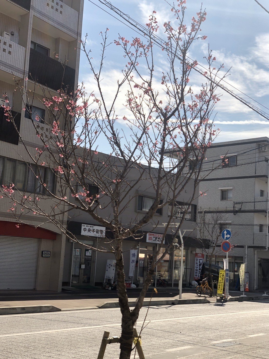 おはようございます サムライト奄美大島支社の岡村です 本日の奄美大島は 晴れ所により曇り予報です 最高気温26 で暖かいです 桜が咲いています 本日はオフィスは10 30 19 00オープン予定です 奄美大島リゾートワーク部 From Somewrite Note