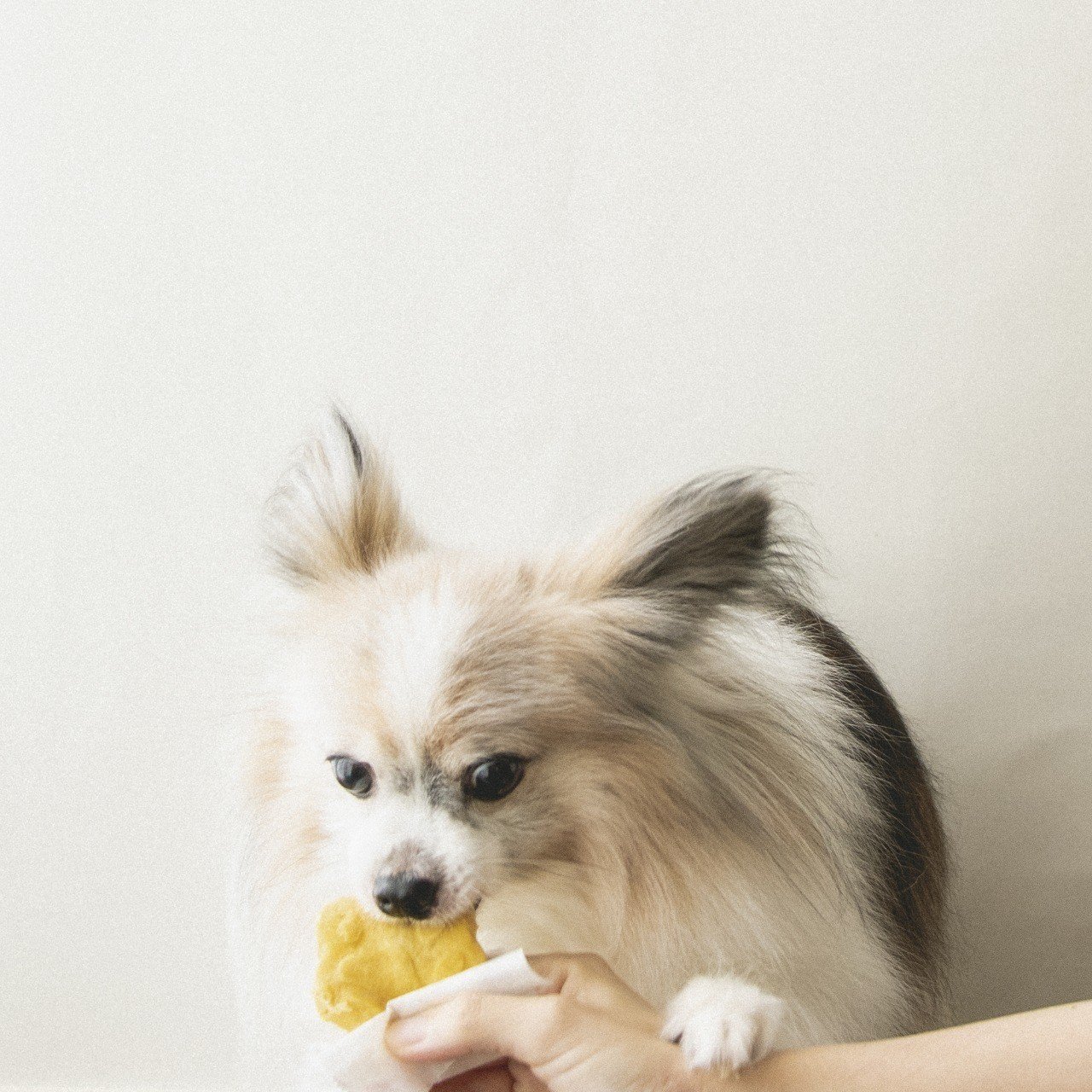 レンジで作るバナナ蒸しケーキ 手作り犬おやつレシピ いちかわあやこ 犬ごはん先生 Note レンジで作るバナナ蒸しケーキ 手作り犬おやつレシピ いちかわあやこ 犬ごはん先生 Note