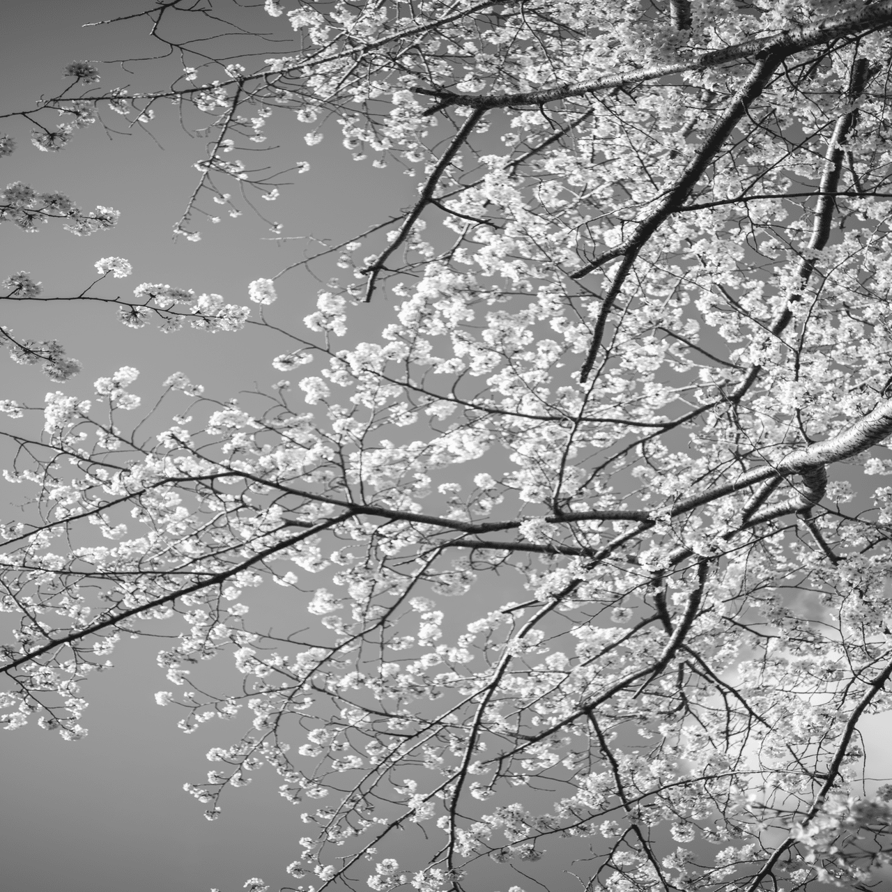 写真と道具｜APO-Componon 45mm F4.0｜深山 直哉