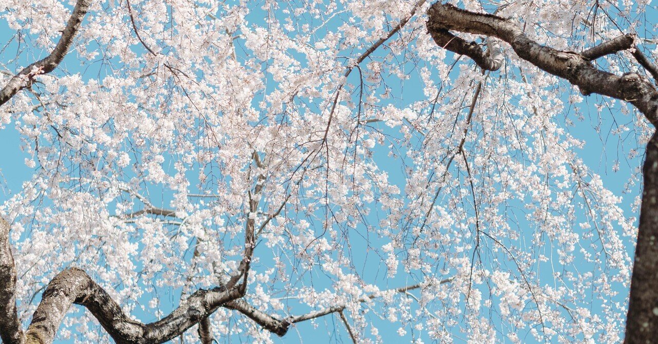 桜と桃のピンクの絨毯｜art6d