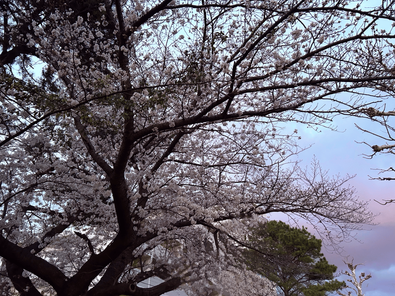 桜は心が穏やかになる。 今年も変わりなく咲いてくれた桜に感謝🌸 そして今日から子どものお弁当作り。今年できっと最後になる かと思うと感慨深い。｜M（エム）