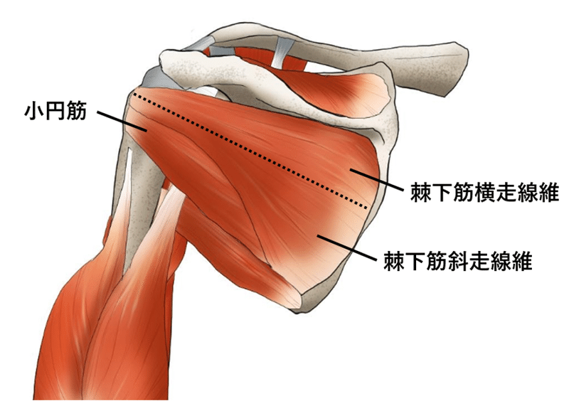 これを知れば肩関節への介入が変わる 棘下筋 小円筋を見るpoint Y K Note