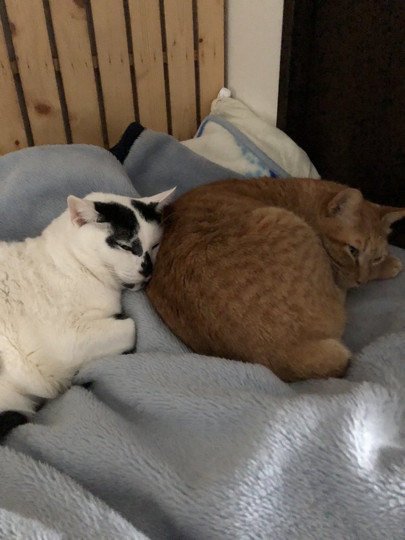 猫じゃらし から考える人生観 近藤寛太郎 Note 猫じゃらし から考える人生観 近藤寛太郎 Note