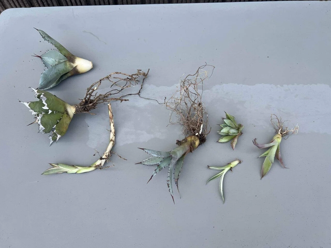 アガベ沼に落ちた話26「アガベ仲間からアガベをもらった・アガベ