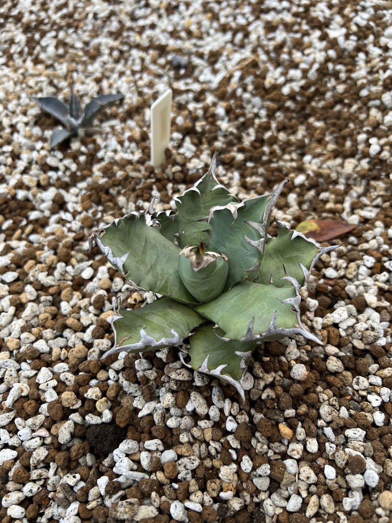 アガベ沼に落ちた話26「アガベ仲間からアガベをもらった・アガベ