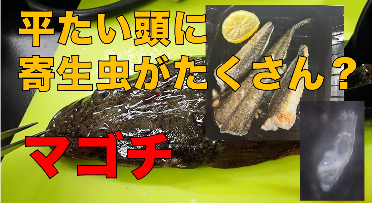 直売所で購入したマゴチに寄生していたものとは？｜広島県福山市にて