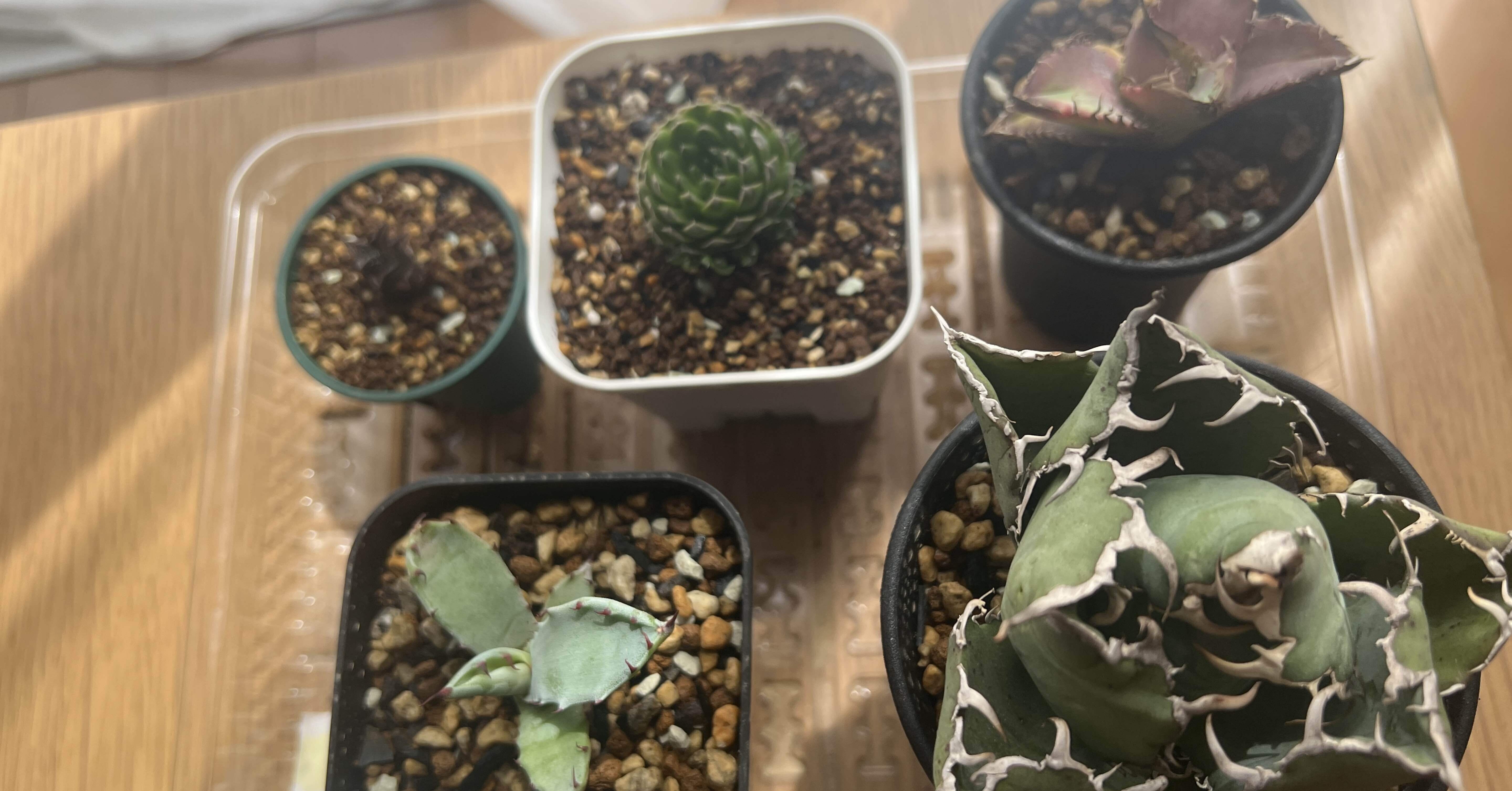 アガベ沼に落ちた話26「アガベ仲間からアガベをもらった・アガベ