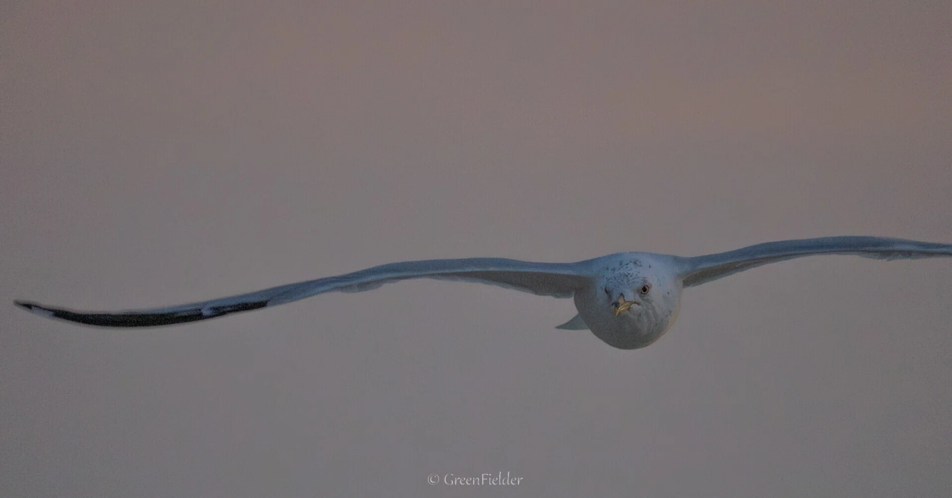 飛ぶ鳥を撮る。｜GreenFielder