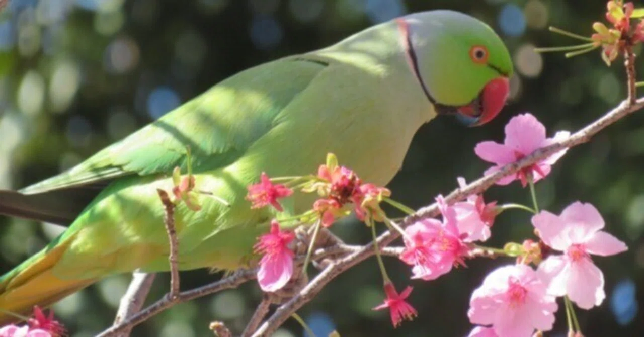あの緑のインコ、なに者？ 東京で見かける“ワカケホンセイインコ”とは